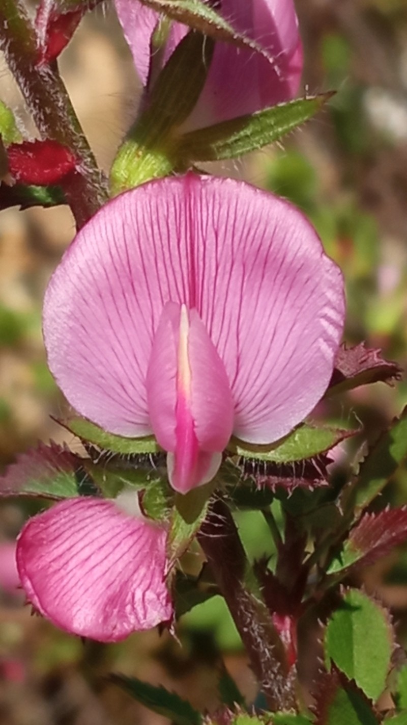 Ononis hispida