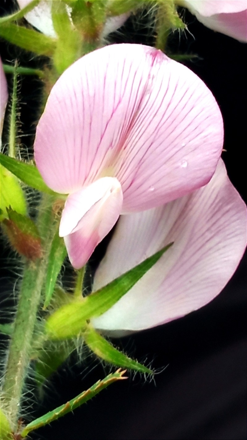 Ononis hispida photo 3