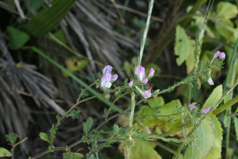 Ononis hispida photo 4