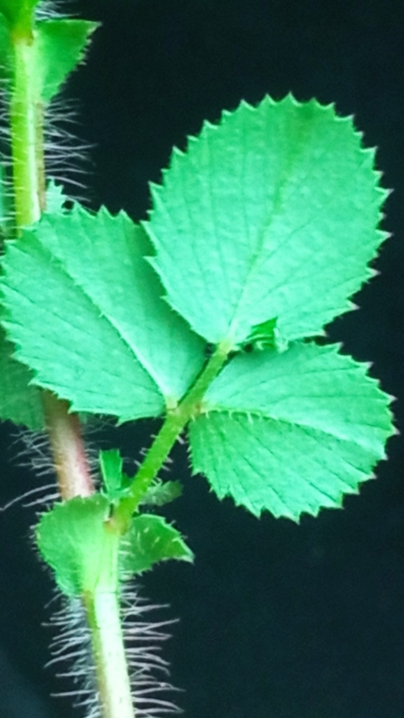 Ononis hispida photo 5