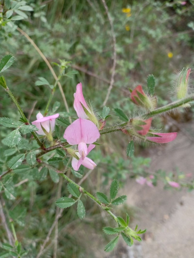 Ononis hispida photo 6