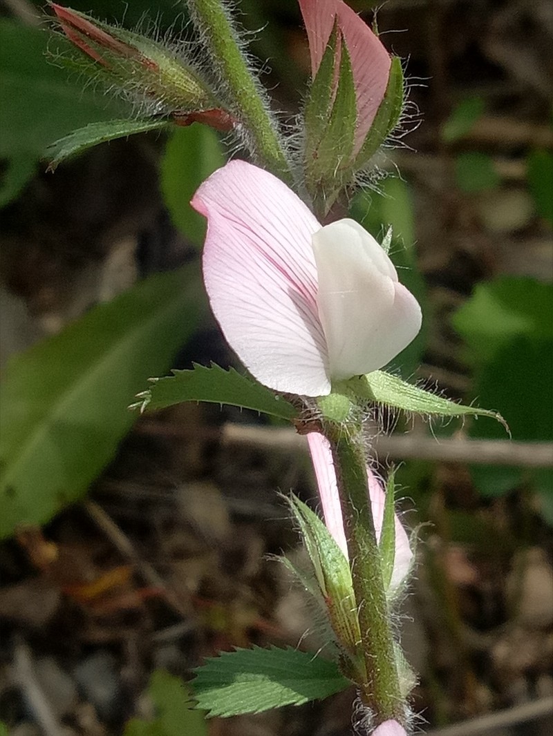 Ononis hispida photo 7