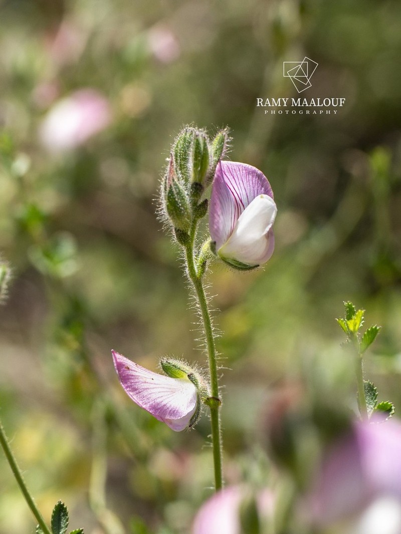 Ononis hispida photo 8