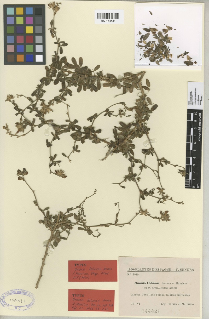 Ononis hispida subsp. arborescens