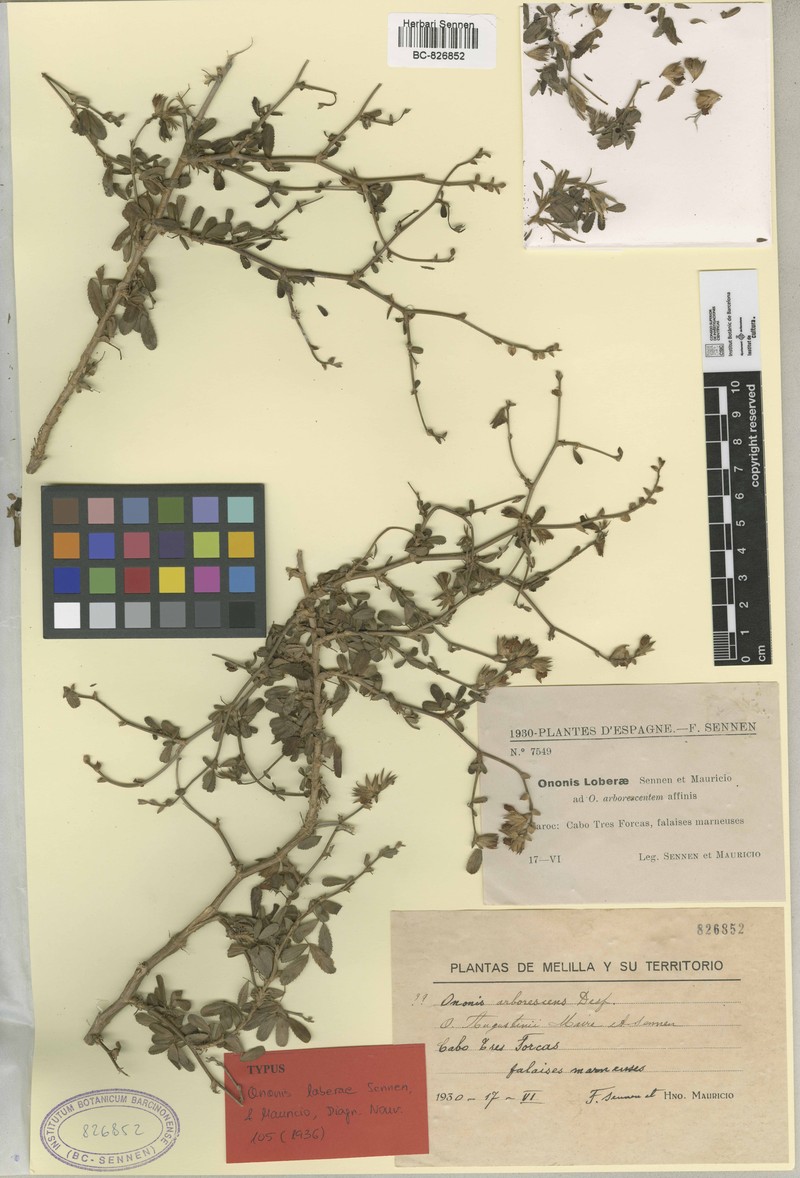 Ononis hispida subsp. arborescens photo 2