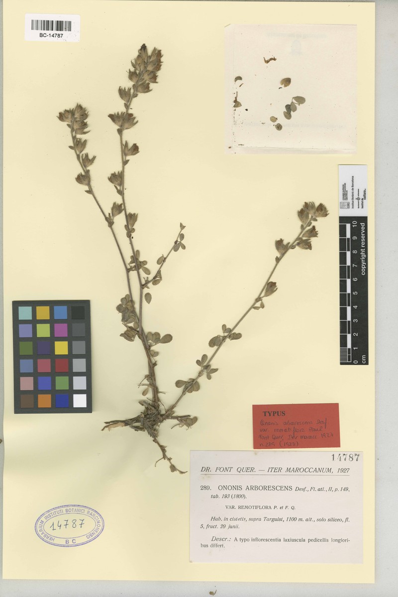Ononis hispida subsp. arborescens photo 3