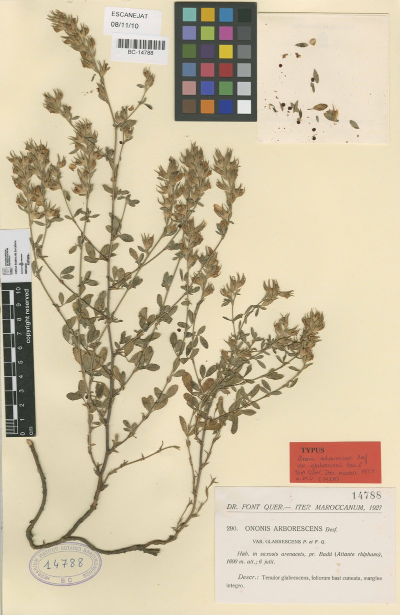 Ononis hispida subsp. arborescens photo 4