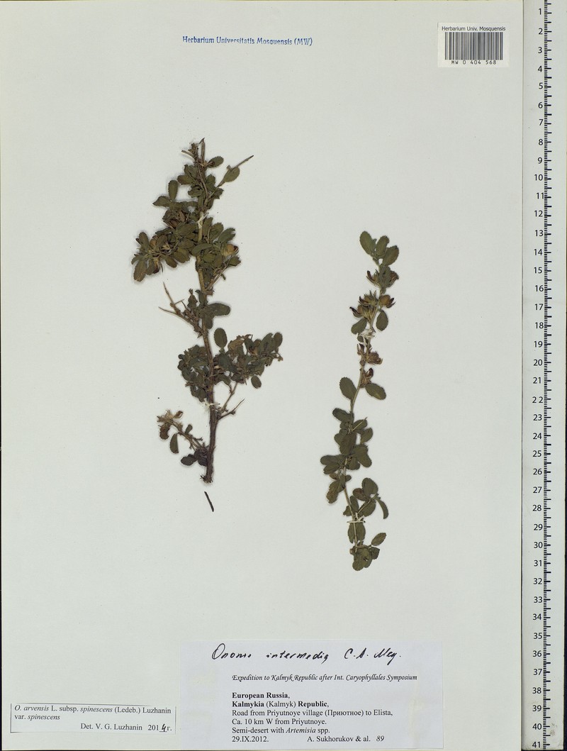 Ononis intermedia photo 2