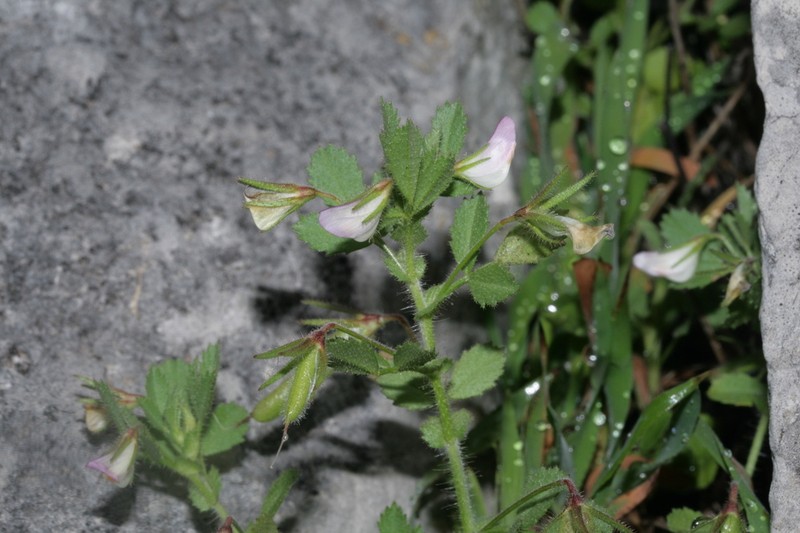 Ononis laxiflora