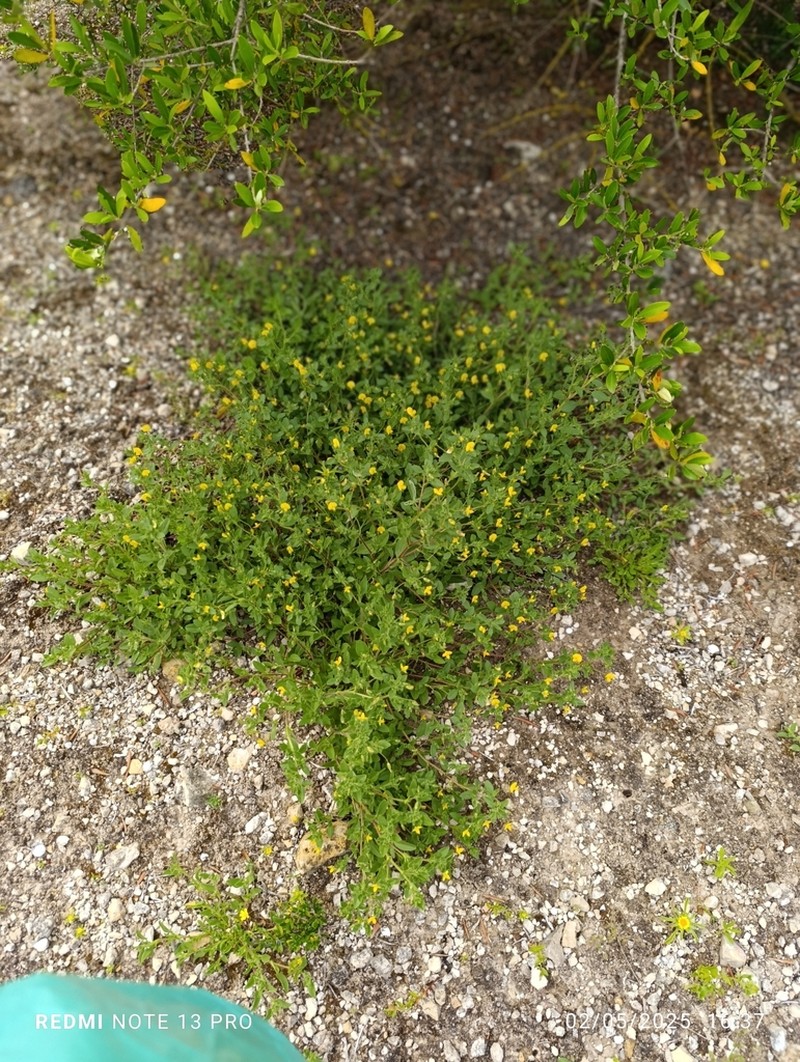 Ononis laxiflora photo 2