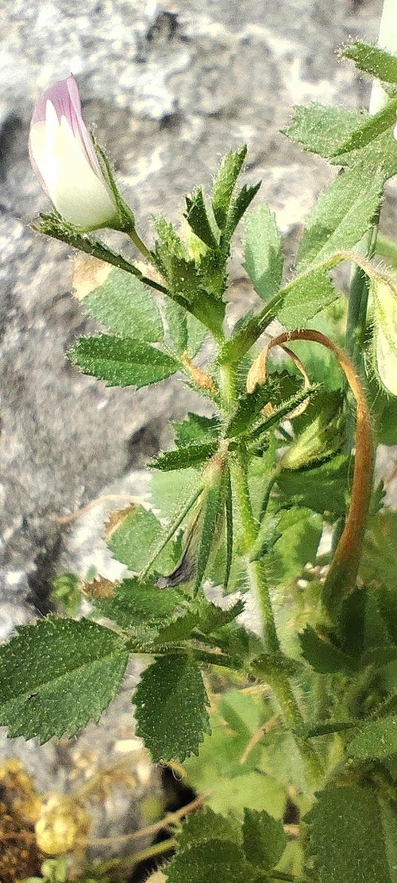 Ononis laxiflora photo 3