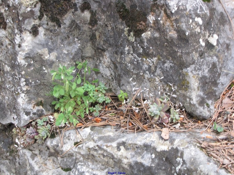 Ononis laxiflora photo 4