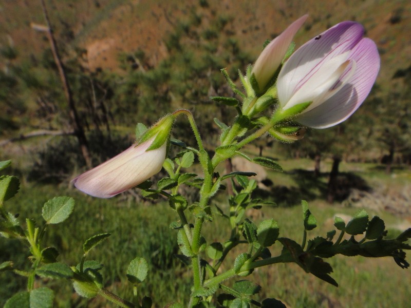 Ononis laxiflora photo 5