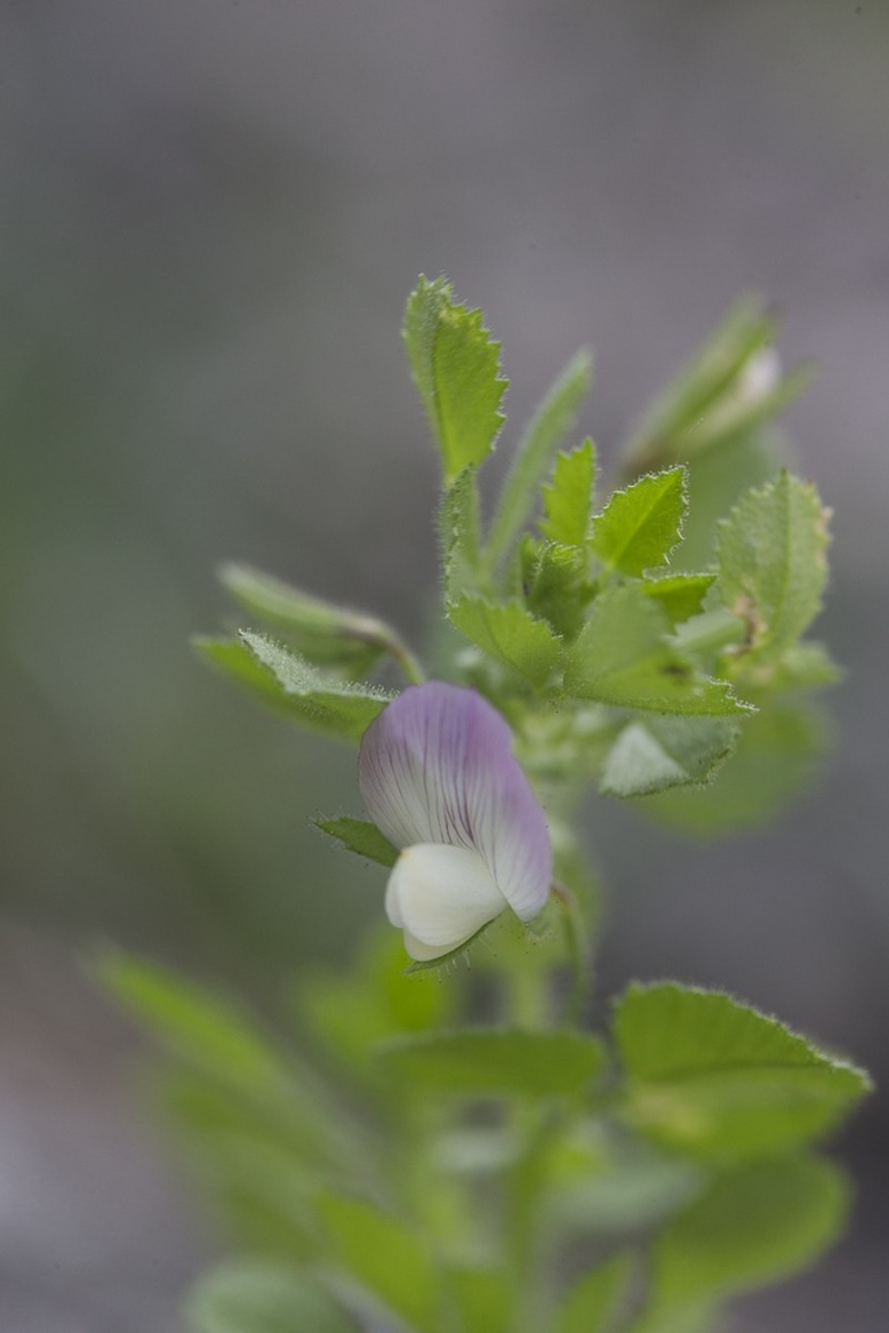 Ononis laxiflora photo 6