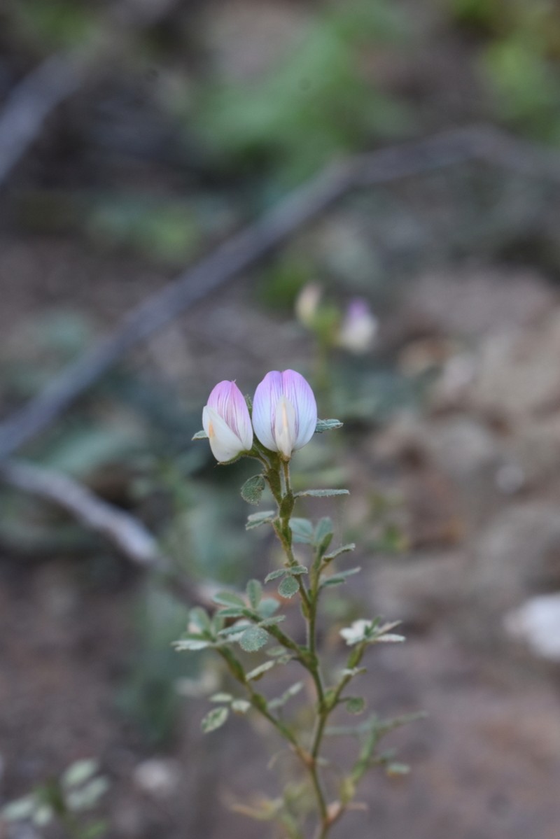 Ononis laxiflora photo 7