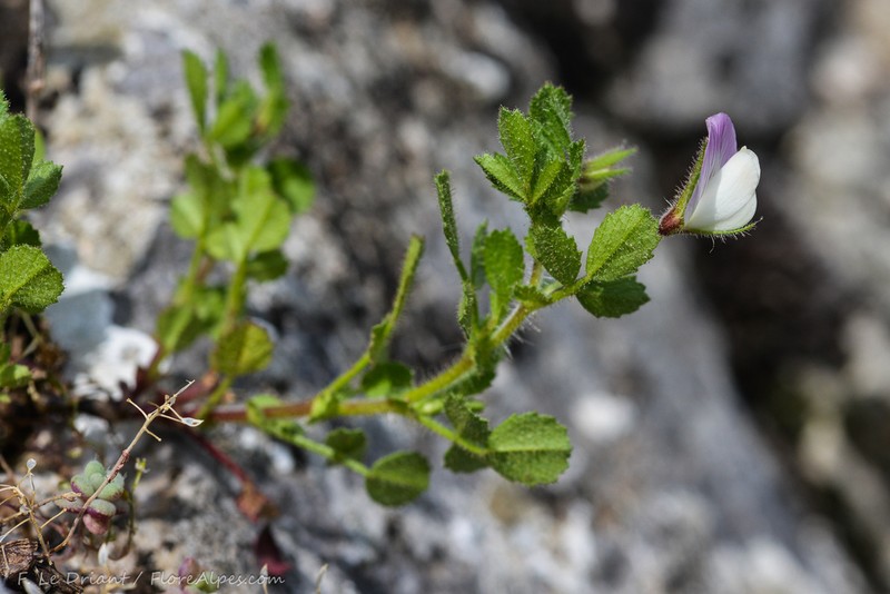Ononis laxiflora photo 8