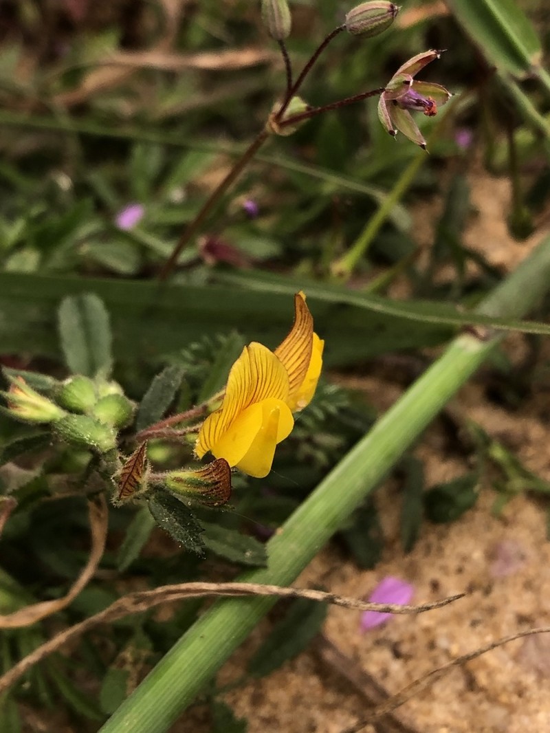 Ononis maweana