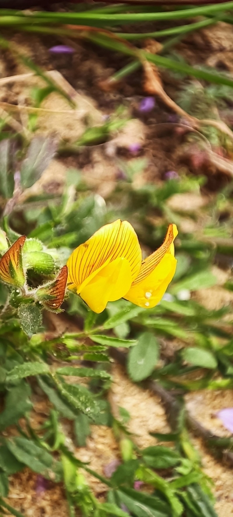 Ononis maweana photo 6
