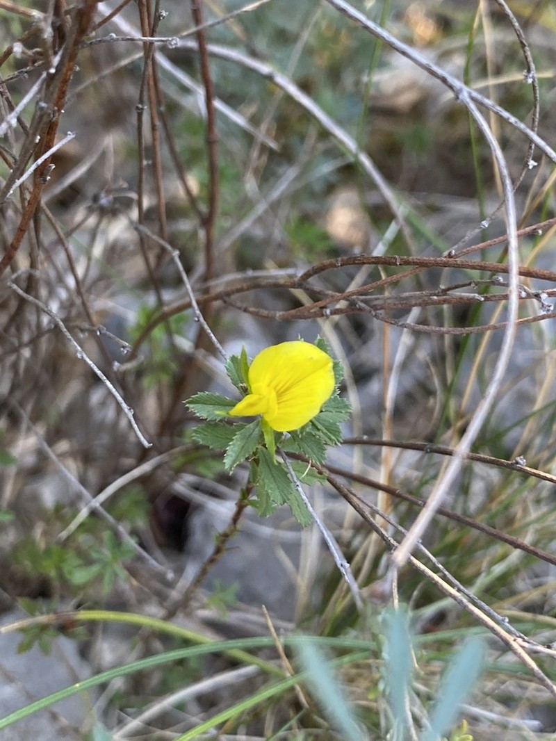 Ononis minutissima
