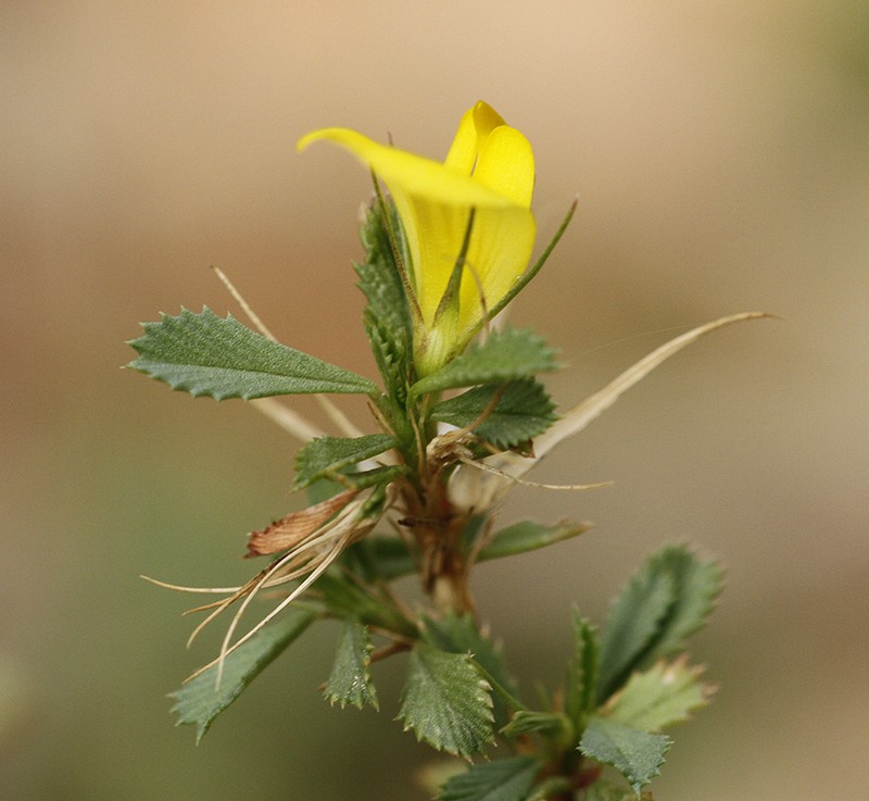 Ononis minutissima photo 2