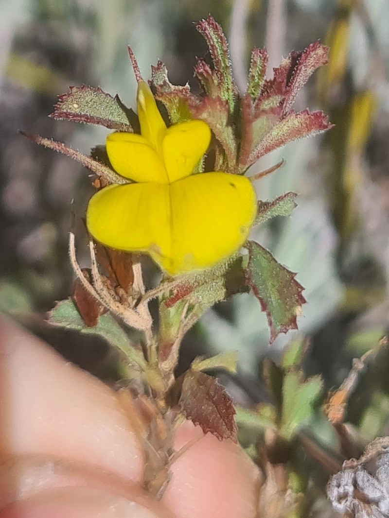 Ononis minutissima photo 3