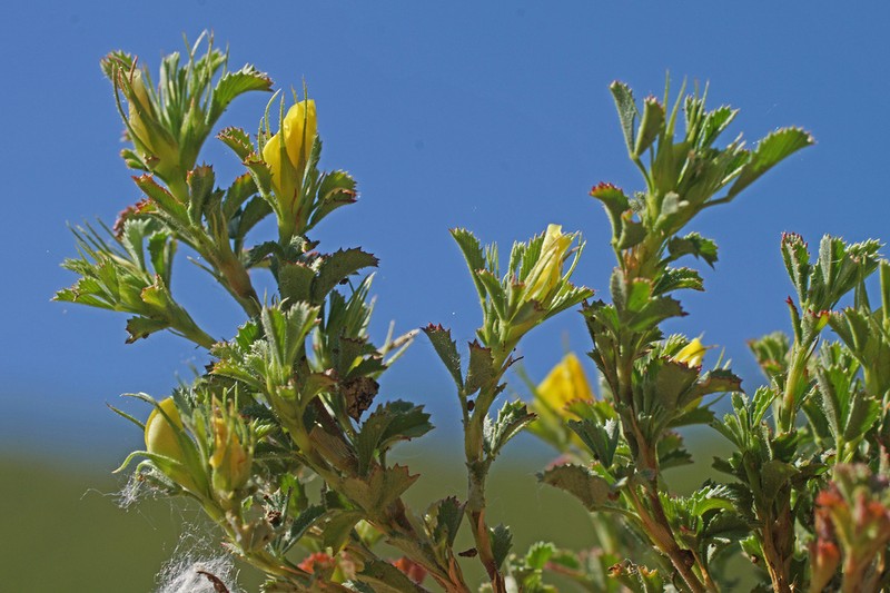 Ononis minutissima photo 4