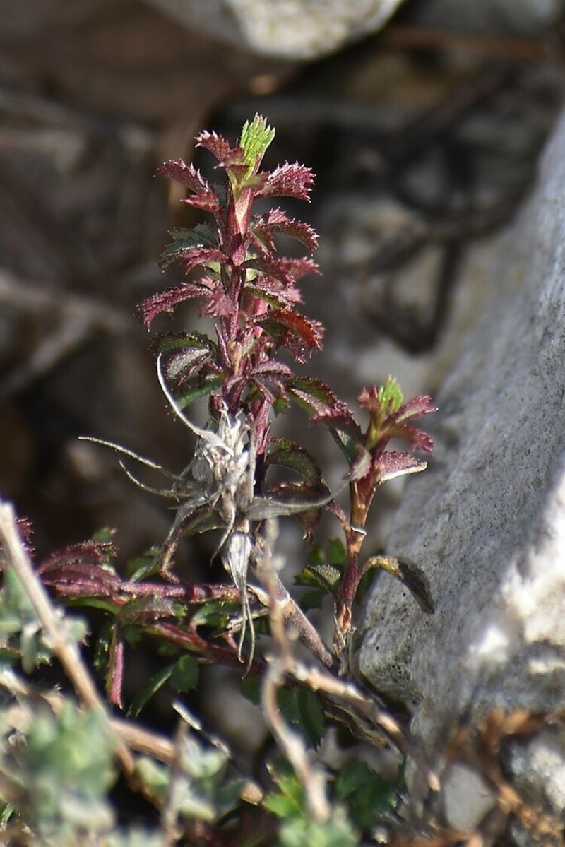 Ononis minutissima photo 5