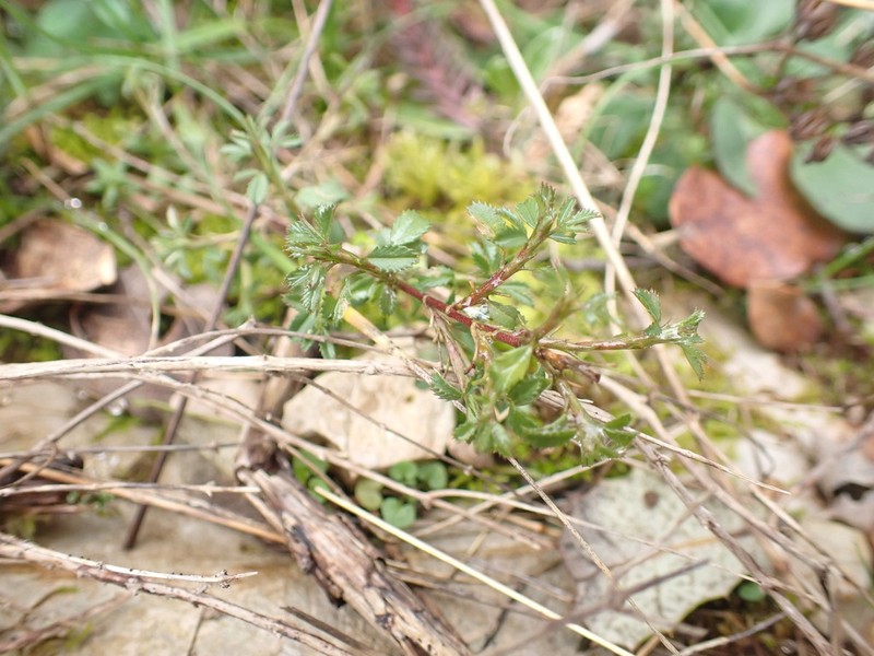 Ononis minutissima photo 6
