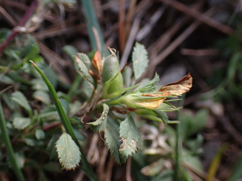 Ononis minutissima photo 7