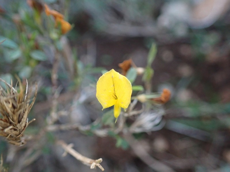 Ononis minutissima photo 8