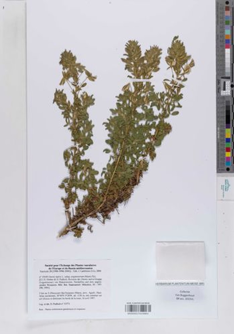 Ononis natrix subsp. arganietorum
