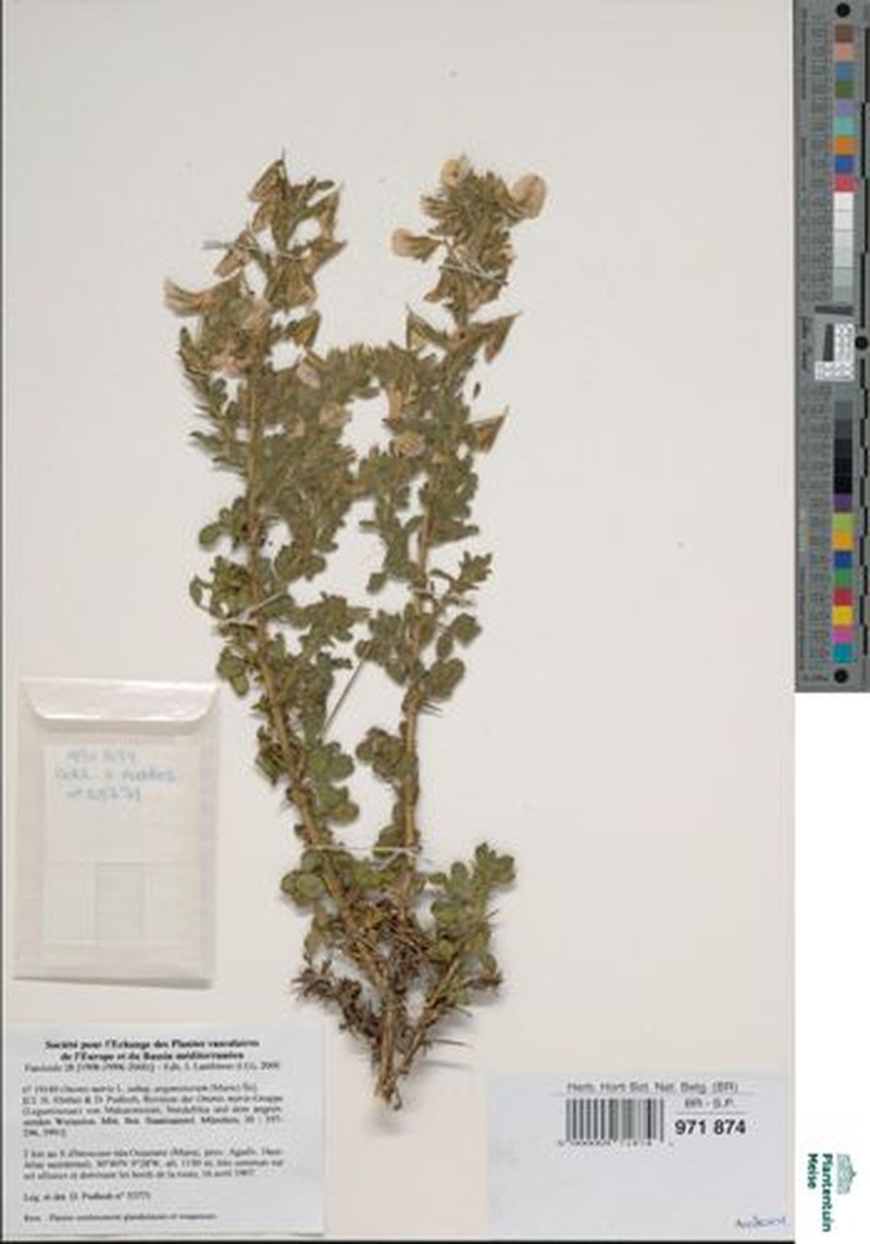 Ononis natrix subsp. arganietorum photo 2
