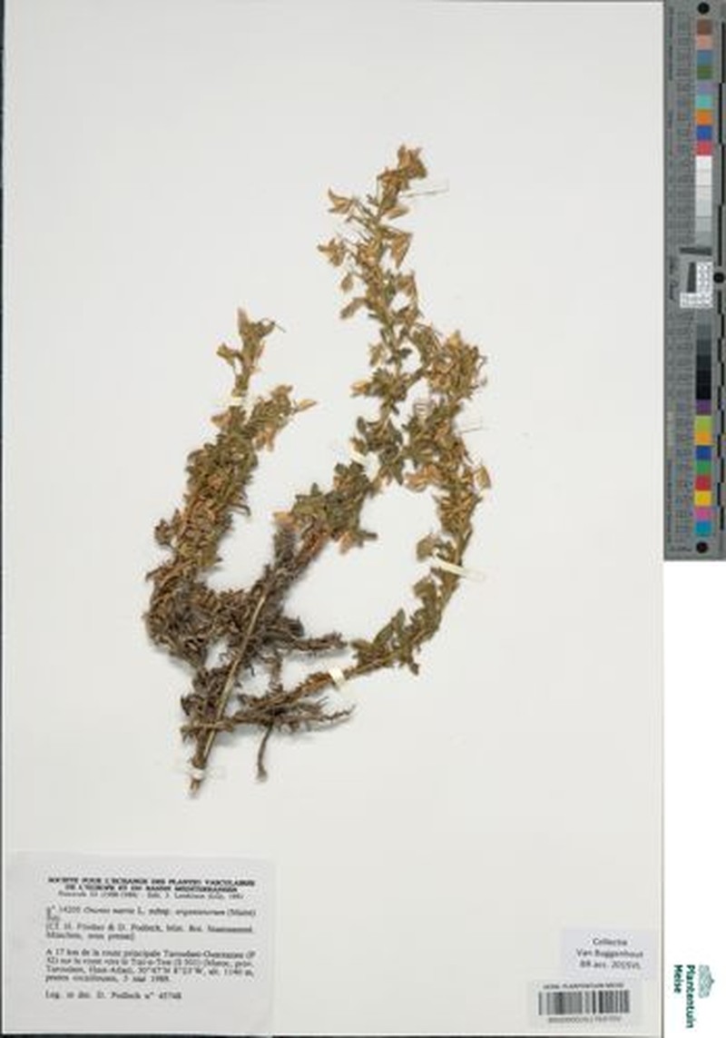 Ononis natrix subsp. arganietorum photo 3