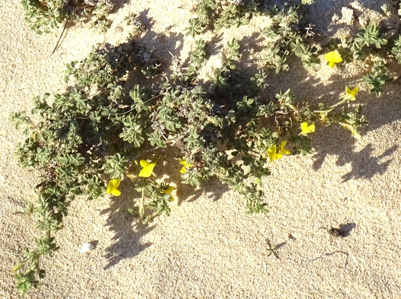 Ononis natrix subsp. hesperia photo 2