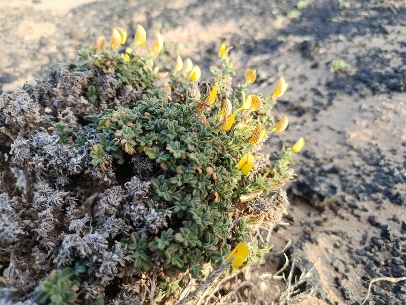 Ononis natrix subsp. hesperia photo 3