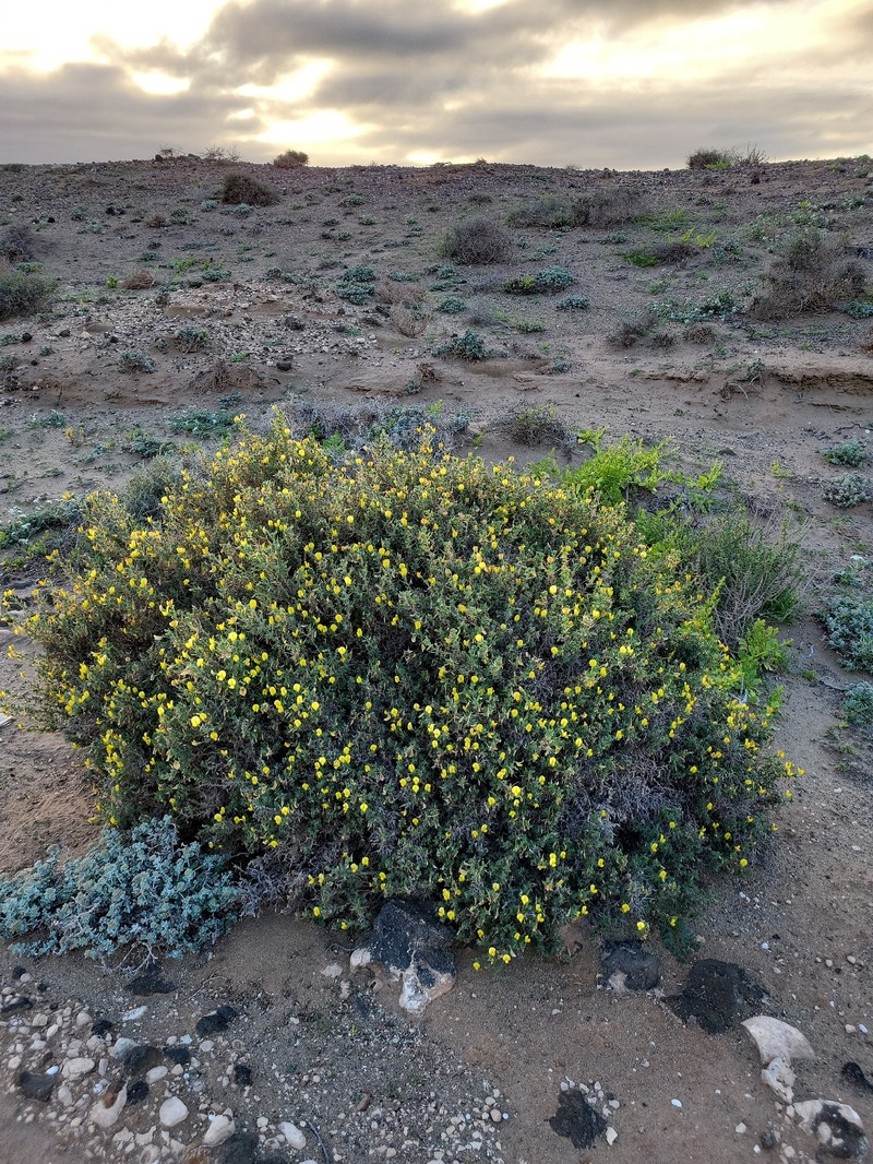 Ononis natrix subsp. hesperia photo 4