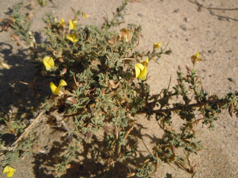 Ononis natrix subsp. hesperia