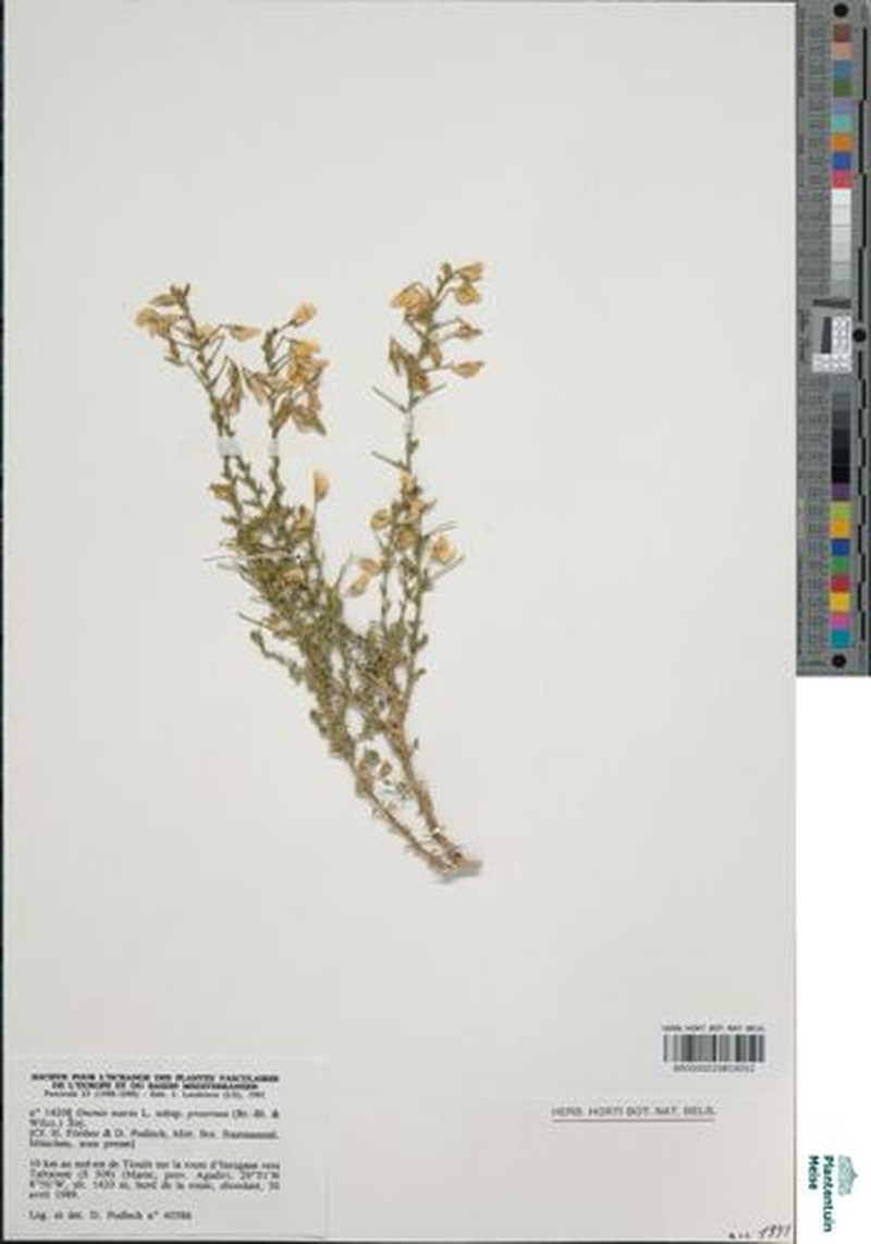 Ononis natrix subsp. prostrata