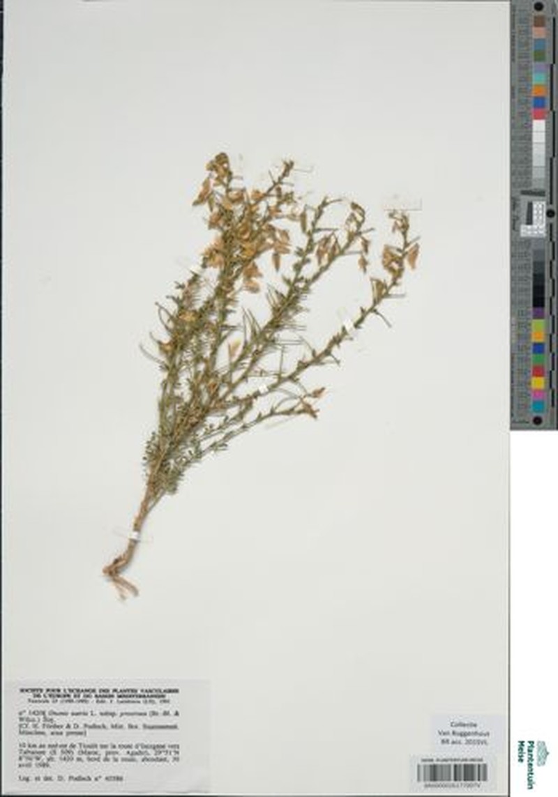 Ononis natrix subsp. prostrata photo 2