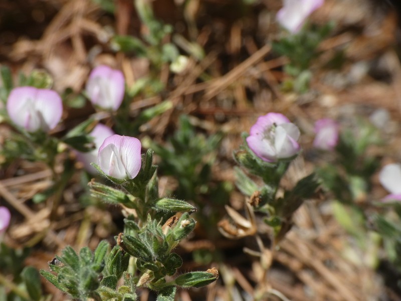 Ononis oligophylla