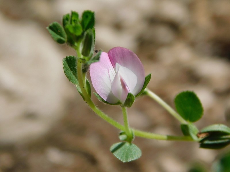 Ononis oligophylla photo 2