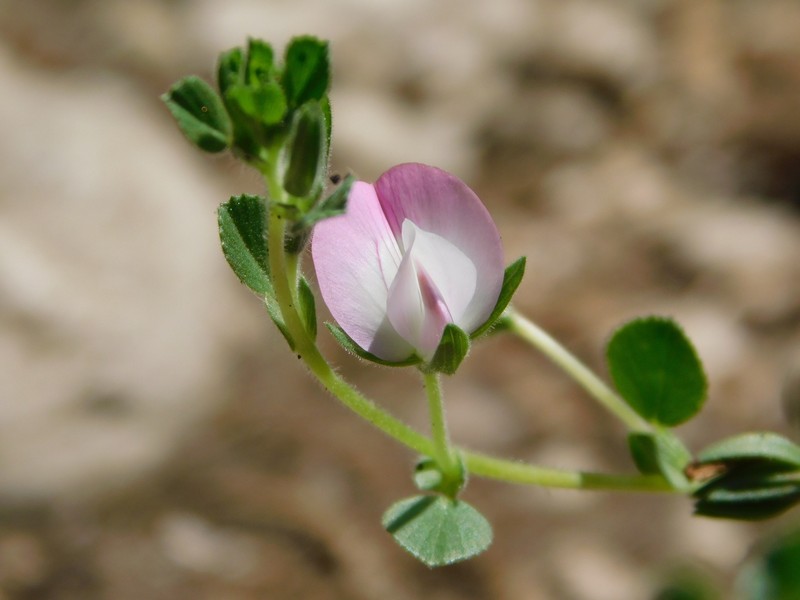 Ononis oligophylla photo 3