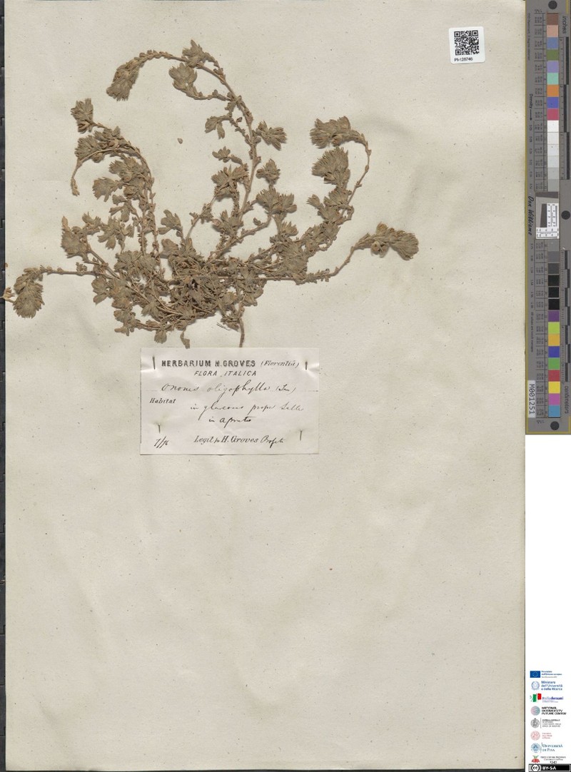 Ononis oligophylla photo 6