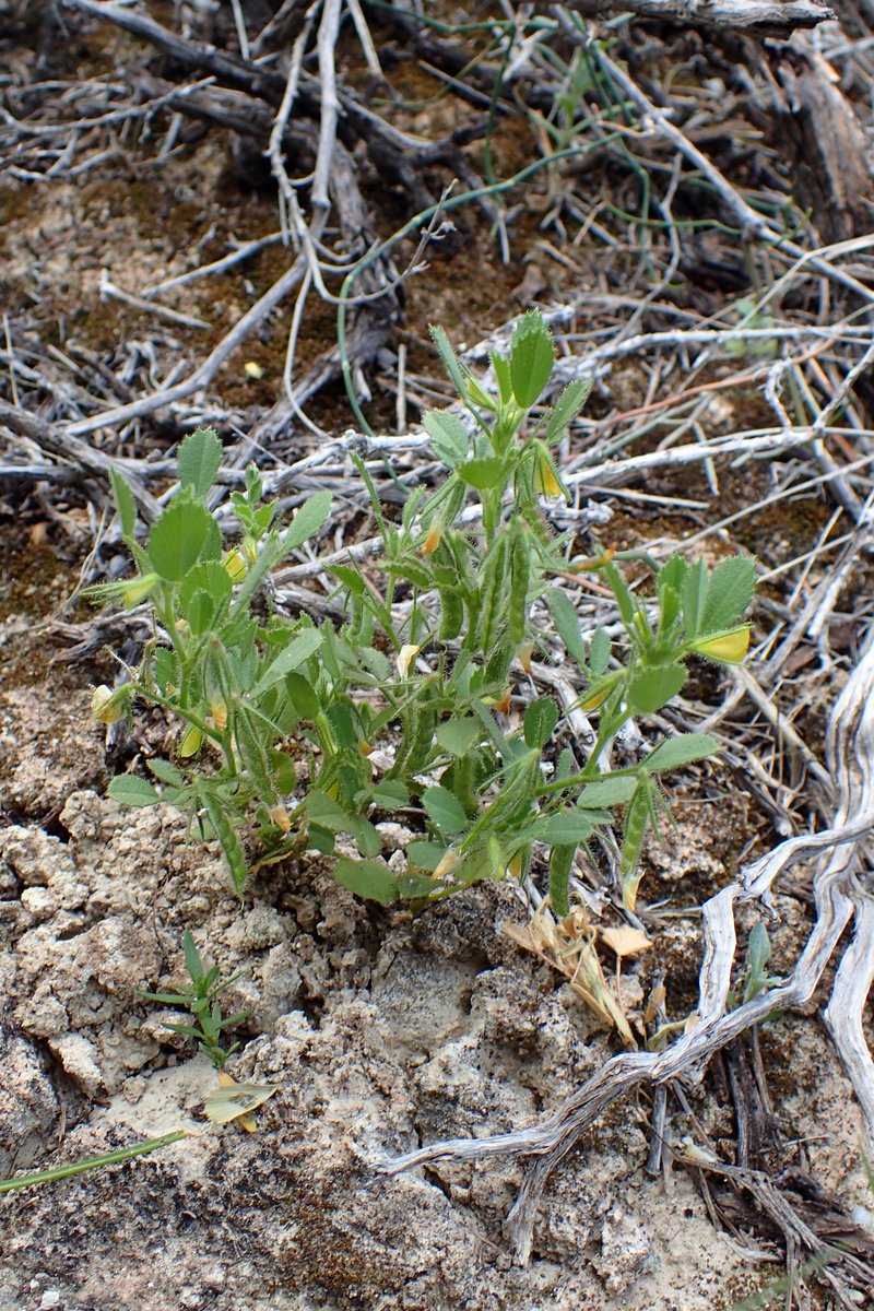 Ononis ornithopodioides