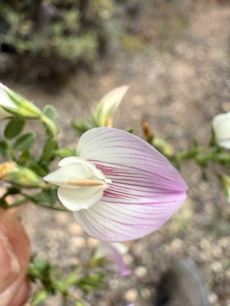 Ononis pendula photo 3