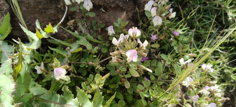 Ononis pendula photo 4