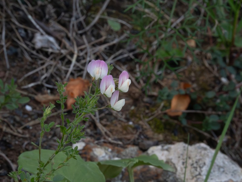 Ononis pendula photo 6