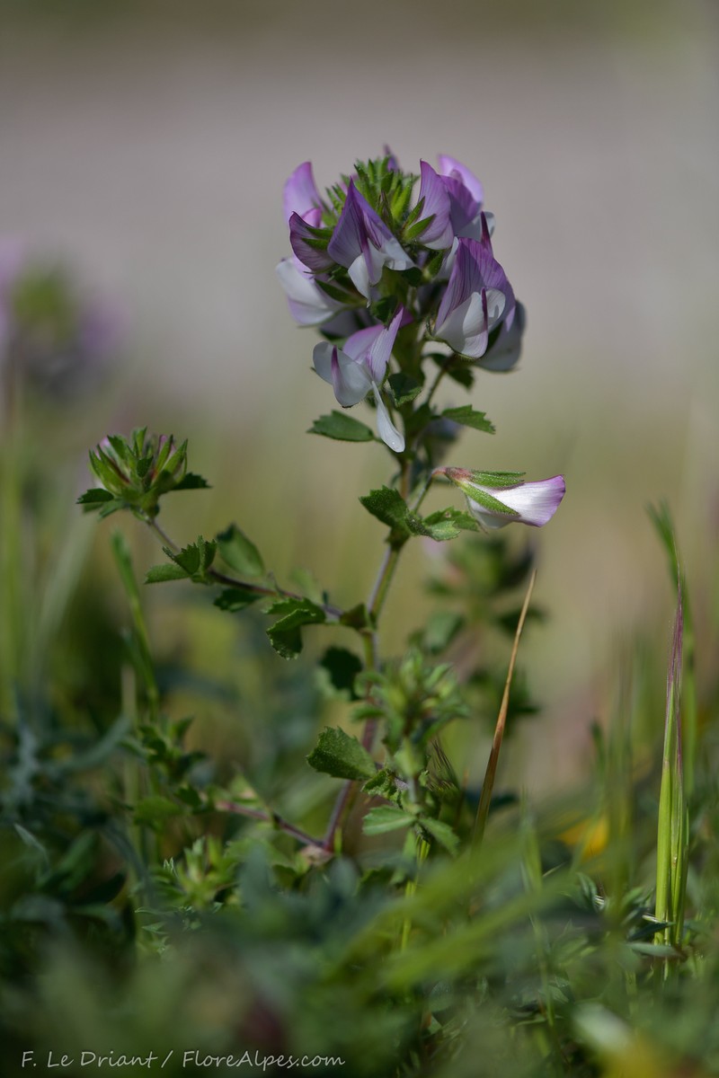 Ononis pendula subsp. boissieri photo 2
