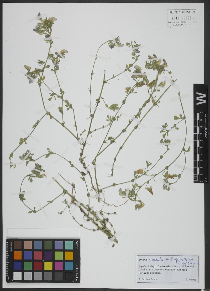 Ononis pendula subsp. boissieri photo 3