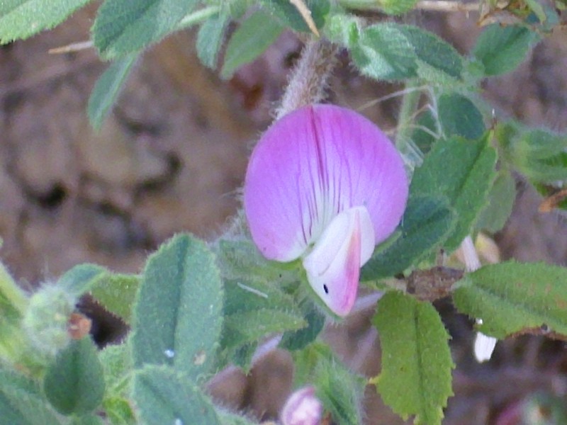 Ononis pendula subsp. boissieri
